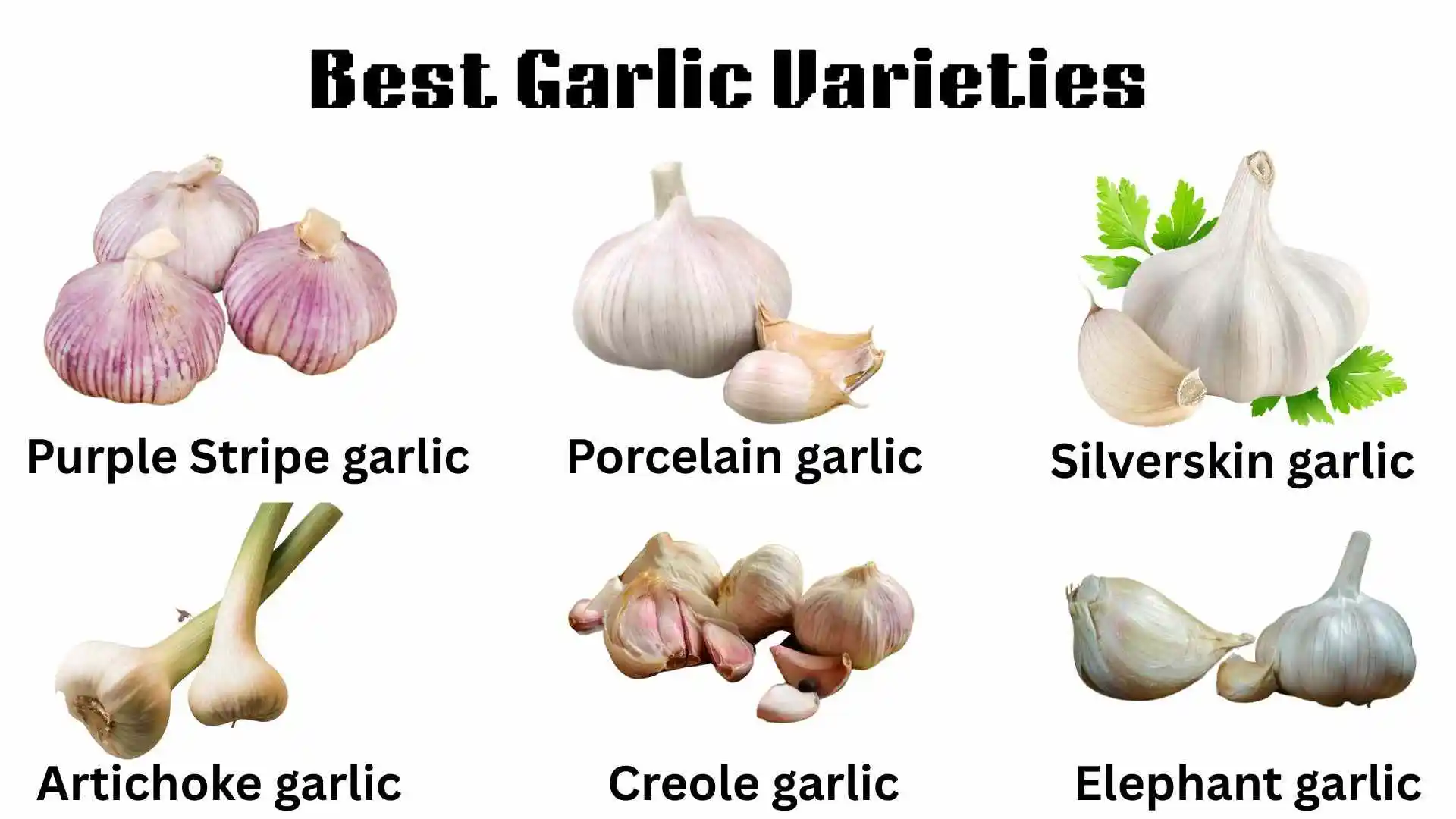 Best garlic varieties