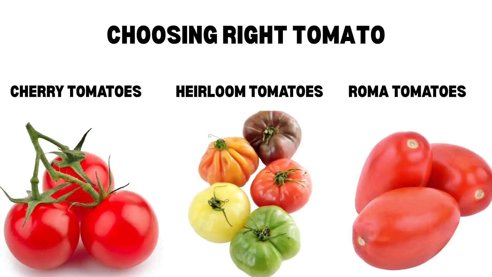 Choosing Right Tomato