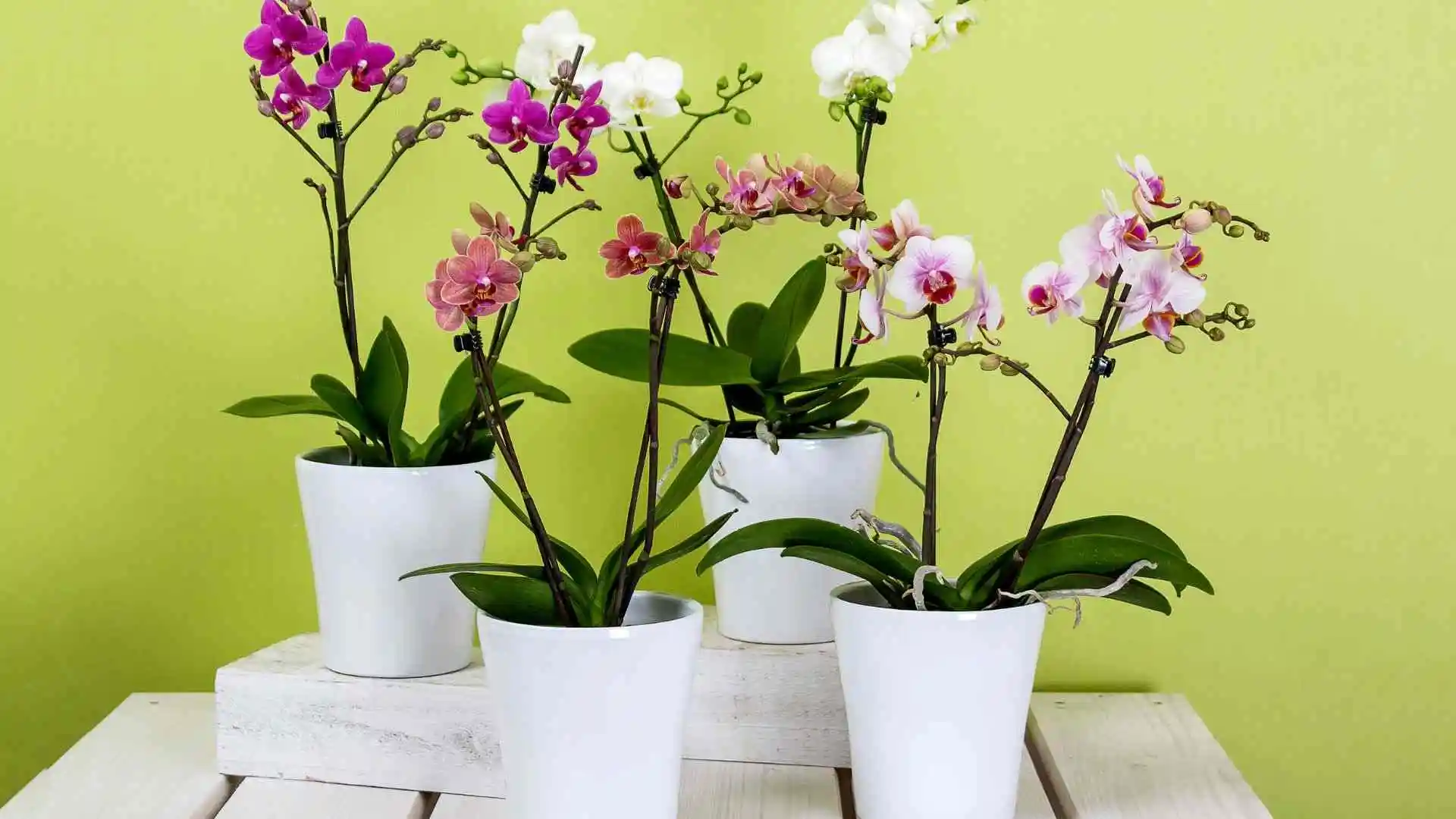 Choosing the right pot for orchids