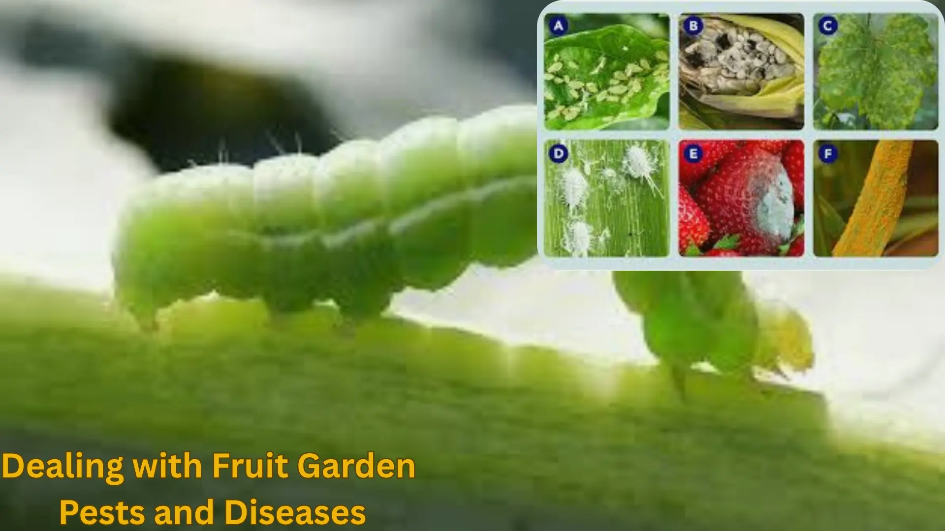Dealing with Fruit Garden Pests and Diseases