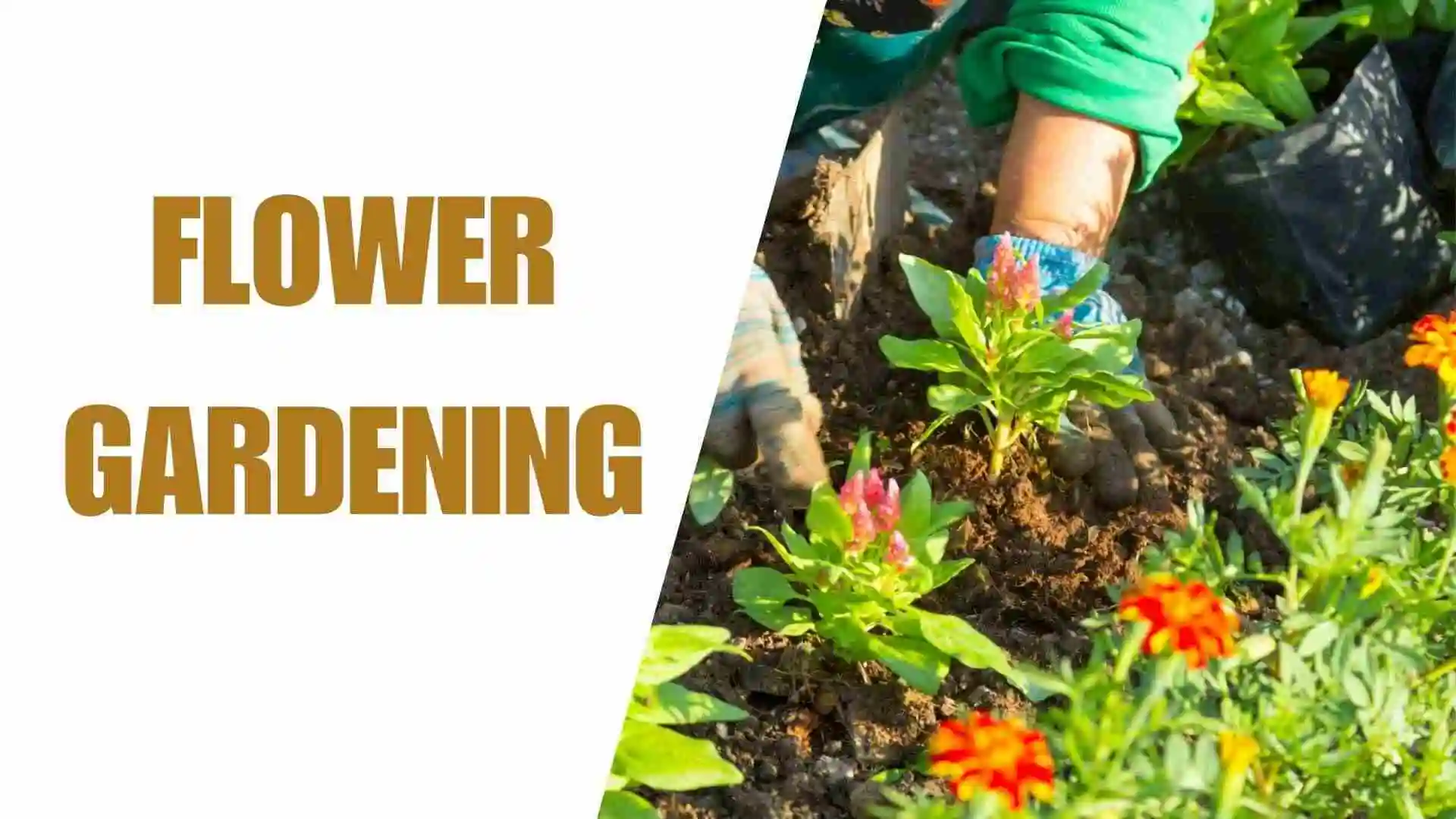 flower gardening