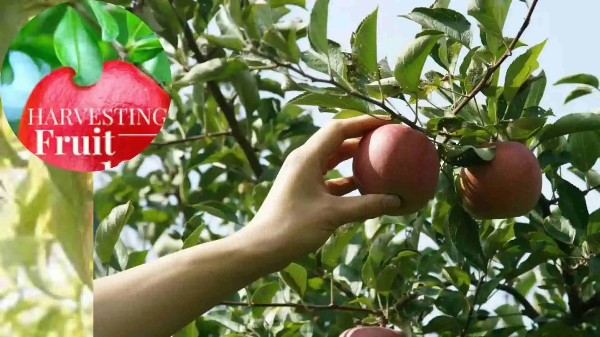 Harvesting Your Fruit When and How