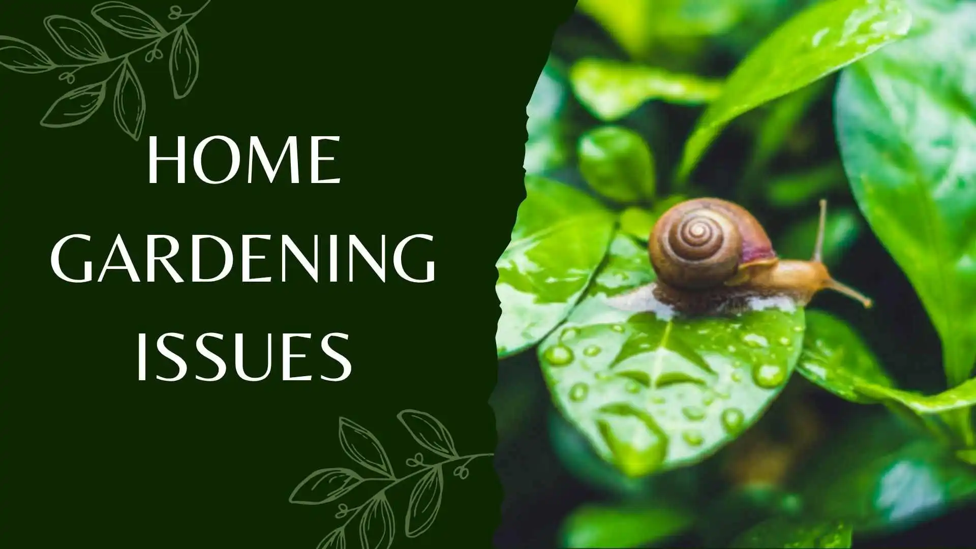 Home gardening issues