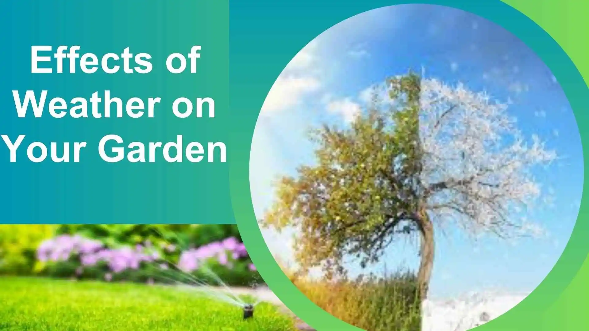 How Weather Affects Your Garden