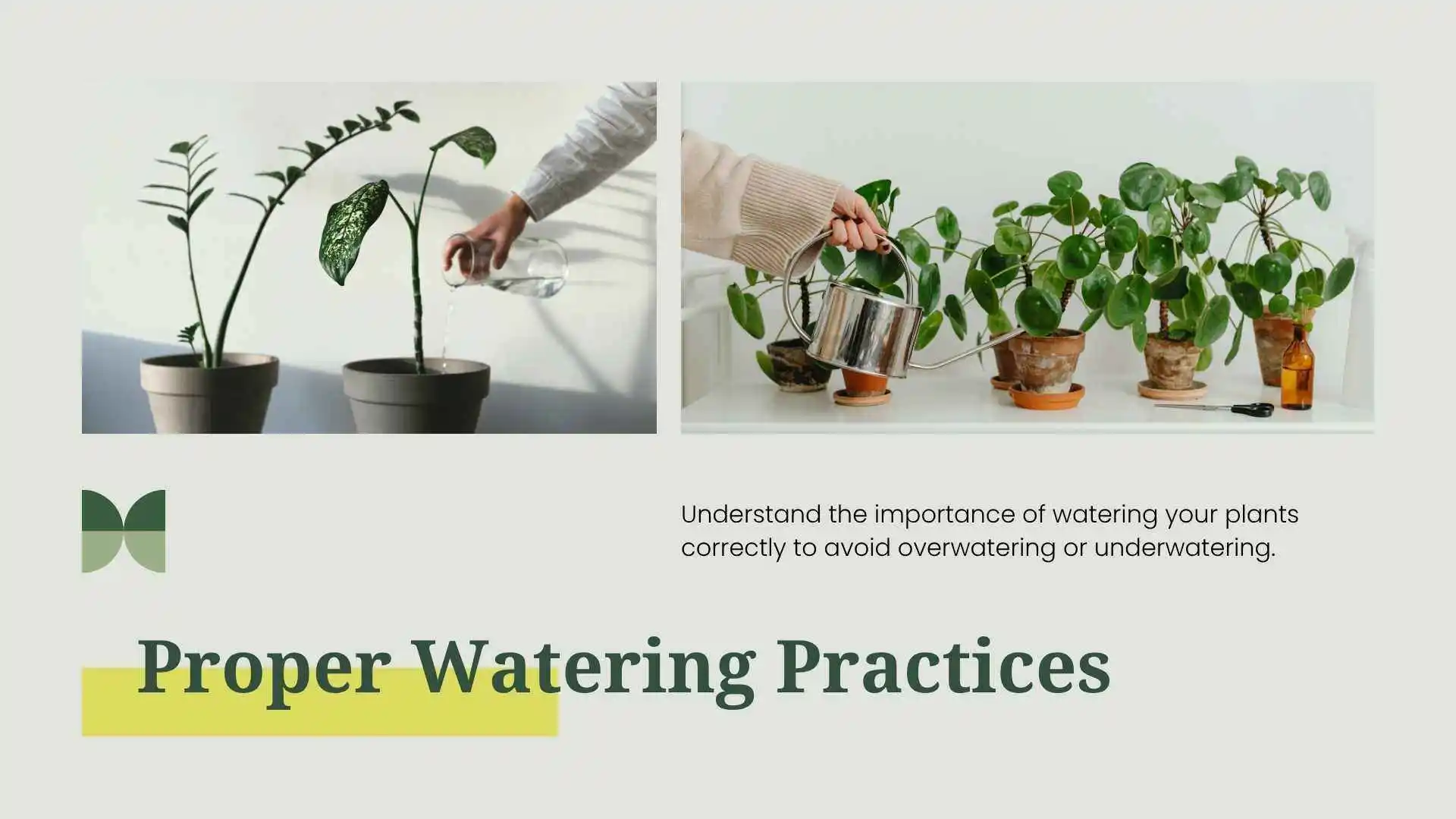 How to Manage Overwatering & Underwatering Issues