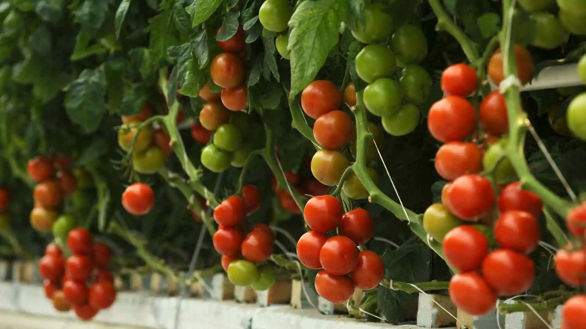 How to Plant Tomatoes