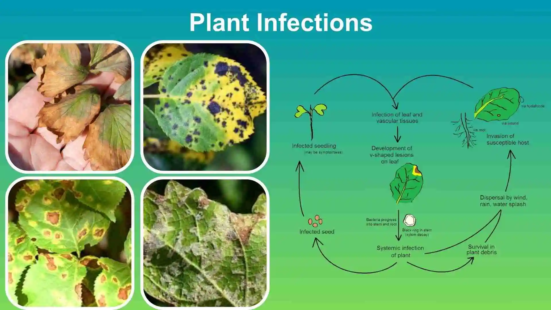 How to Spot and Treat Plant Infections