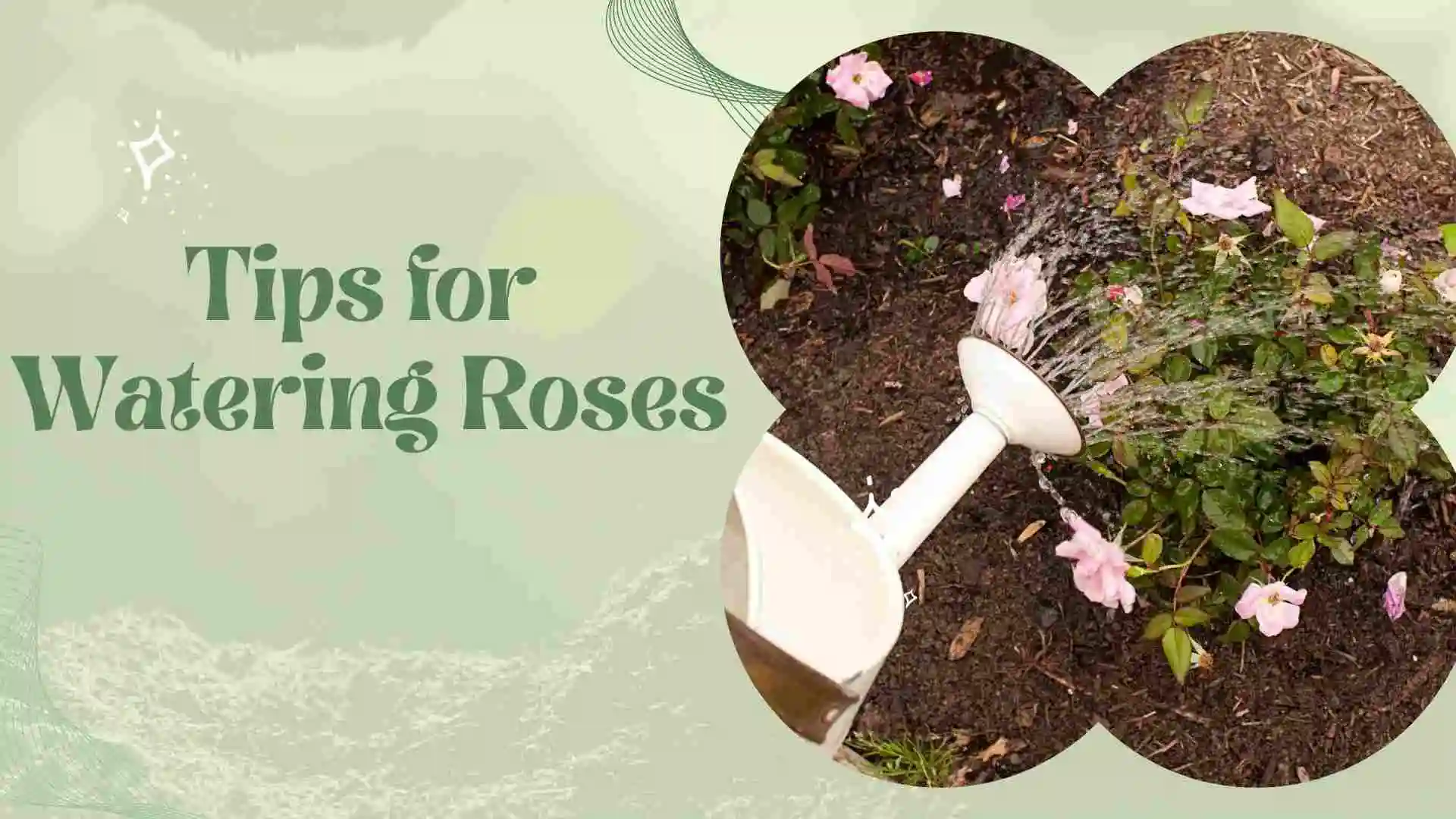 How to Water Roses Effectively