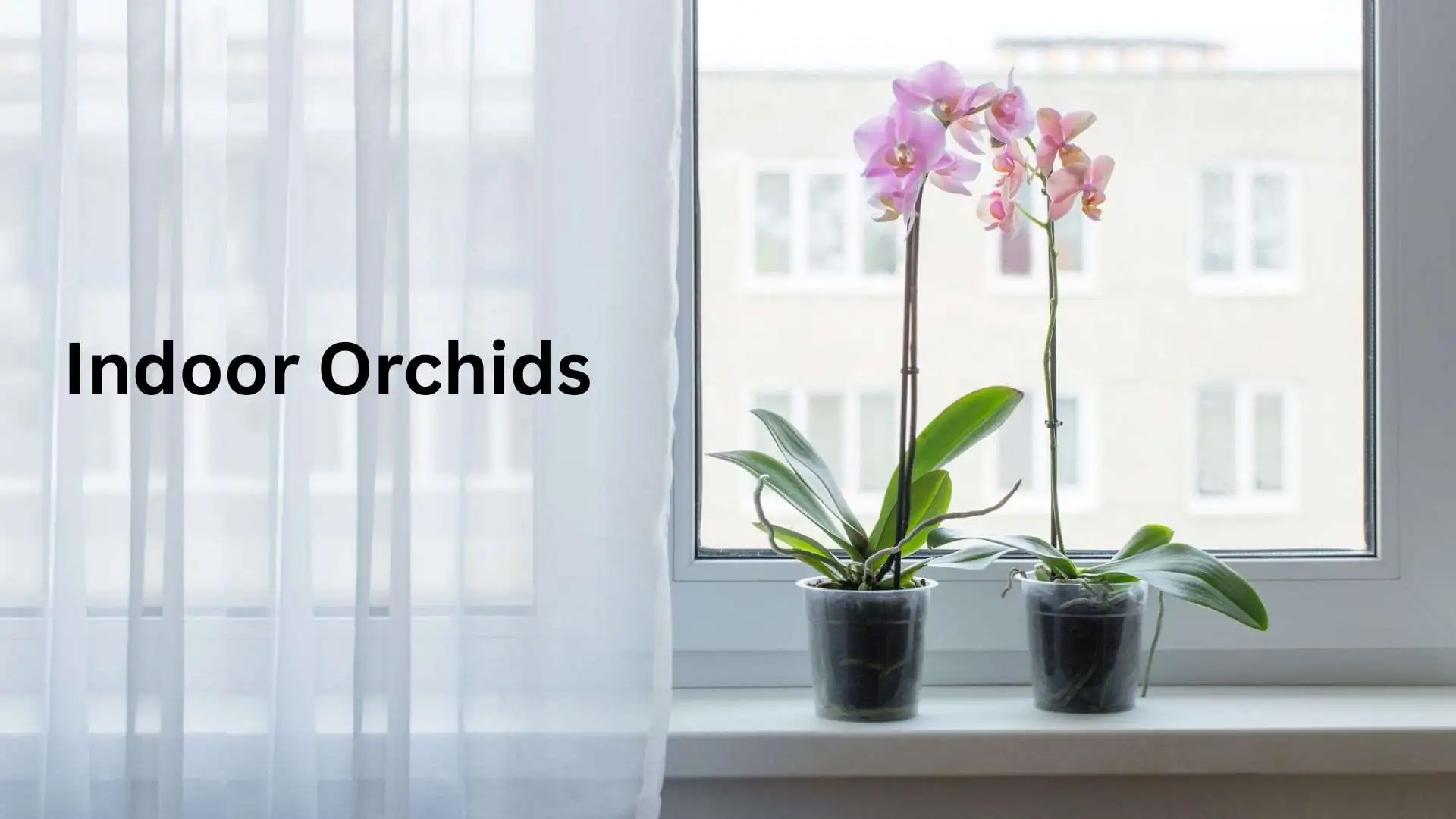 Indoor orchids