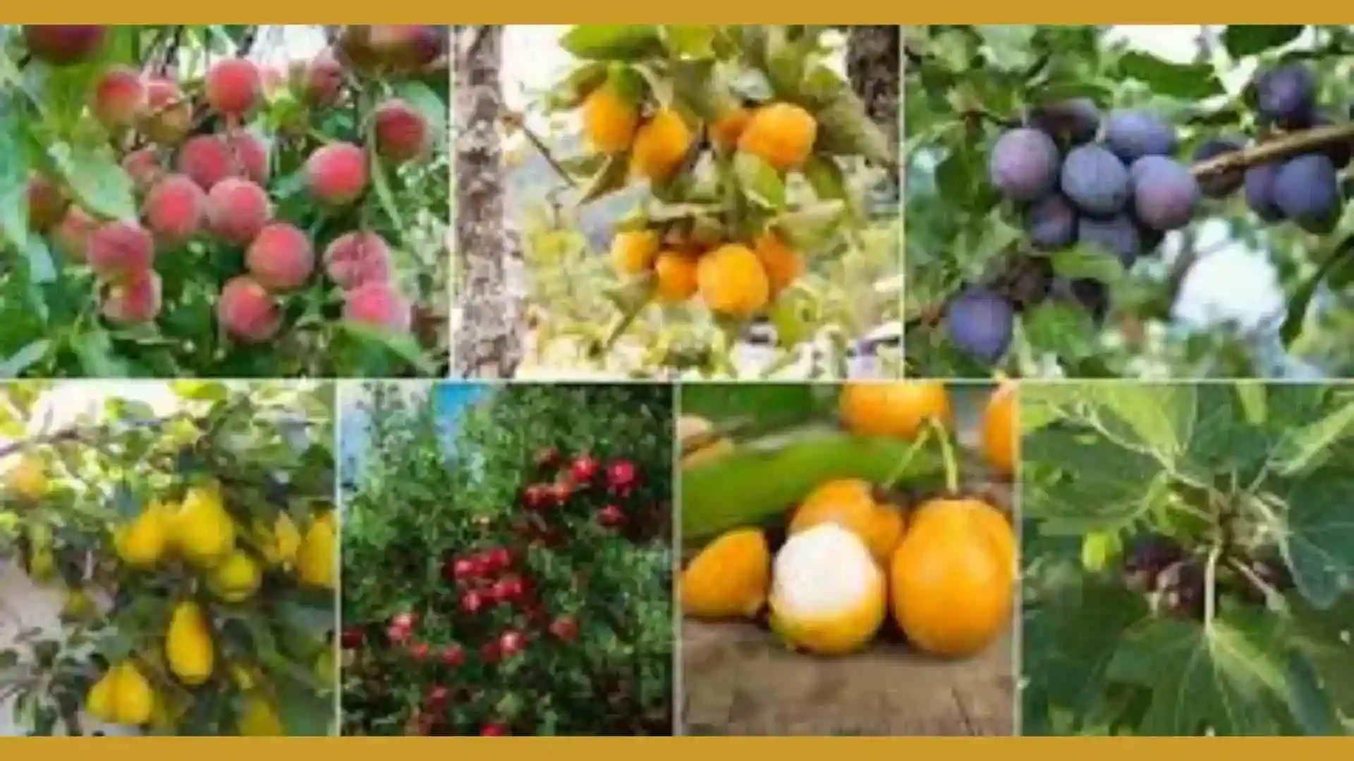 Maintaining Your Fruit Garden for Healthy Growth