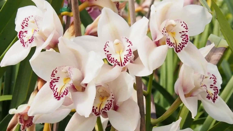 Orchid gardening Info