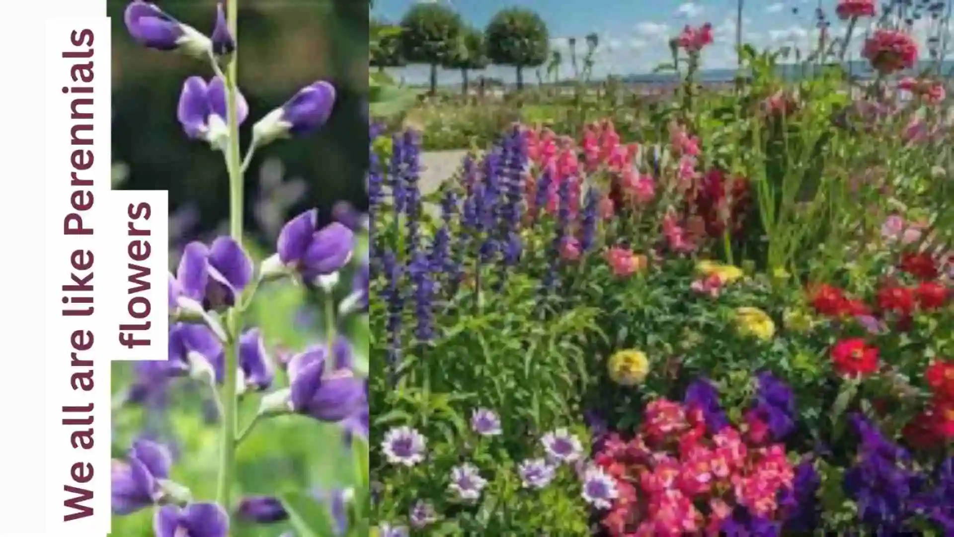 Perennials You Need in Your Flower Garden