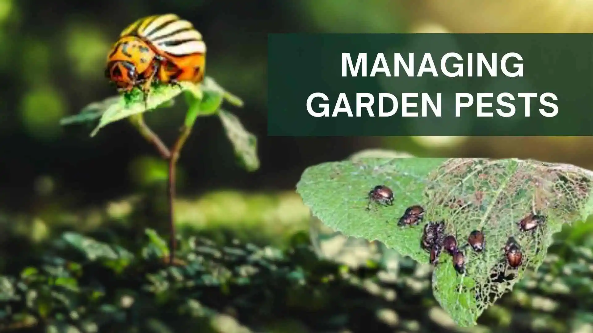 Preventing and Managing Garden Pests