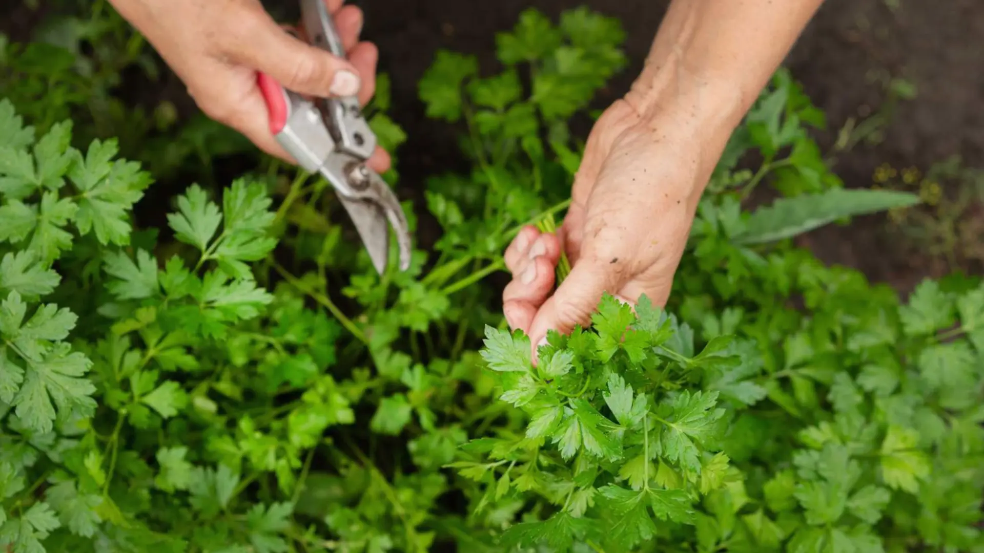 Pruning and Harvesting