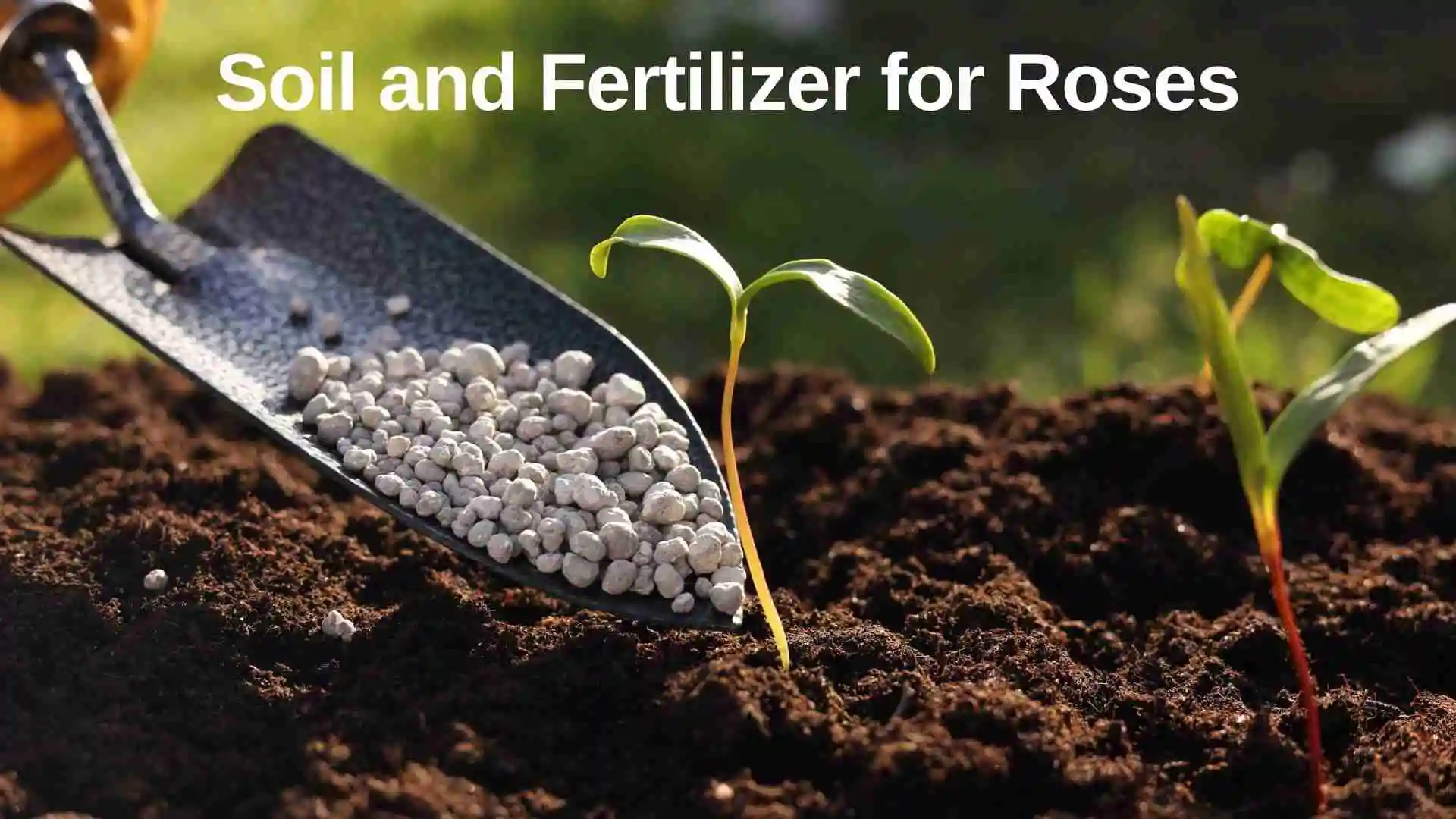 Soil and Fertilizer for Roses