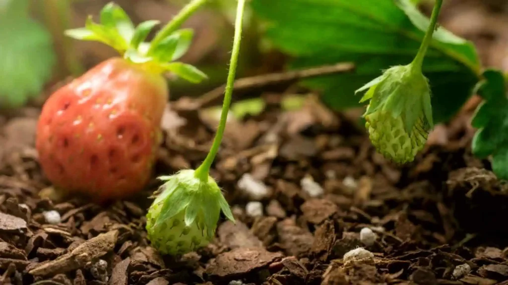 Strawberry home gardening Tips