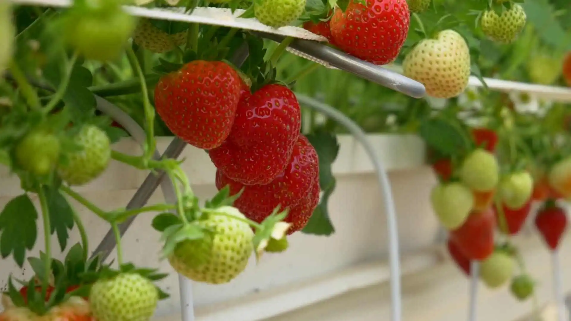 Strawberry home gardening