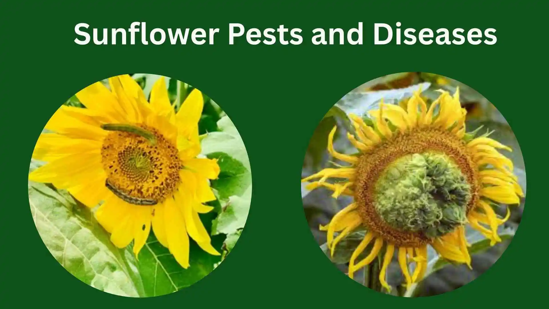 Sunflower Pests and Diseases