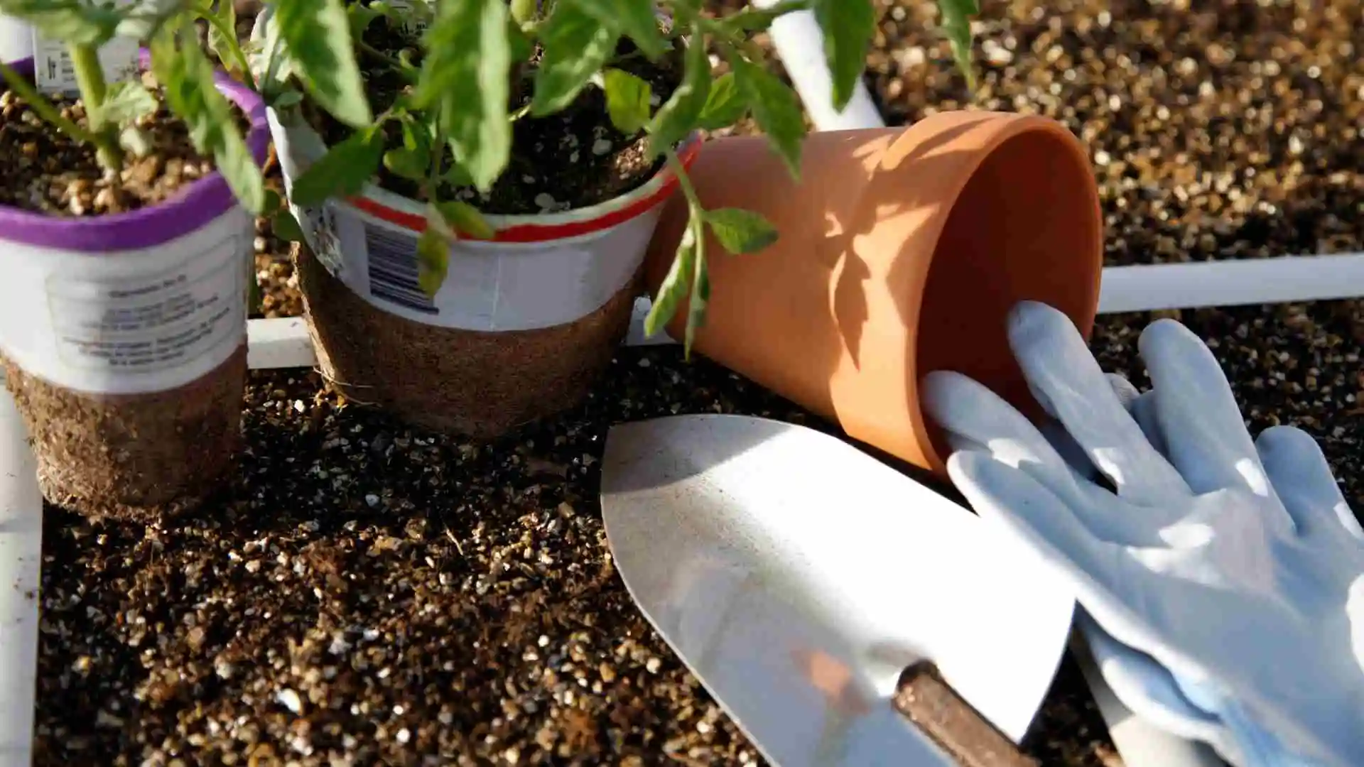 Tools for tomato gardening