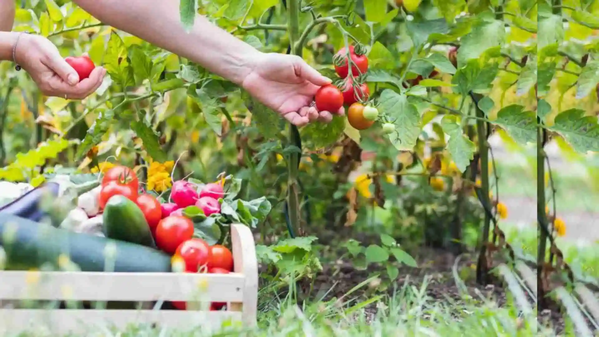 Top Vegetables to Grow in Your Garden This Year