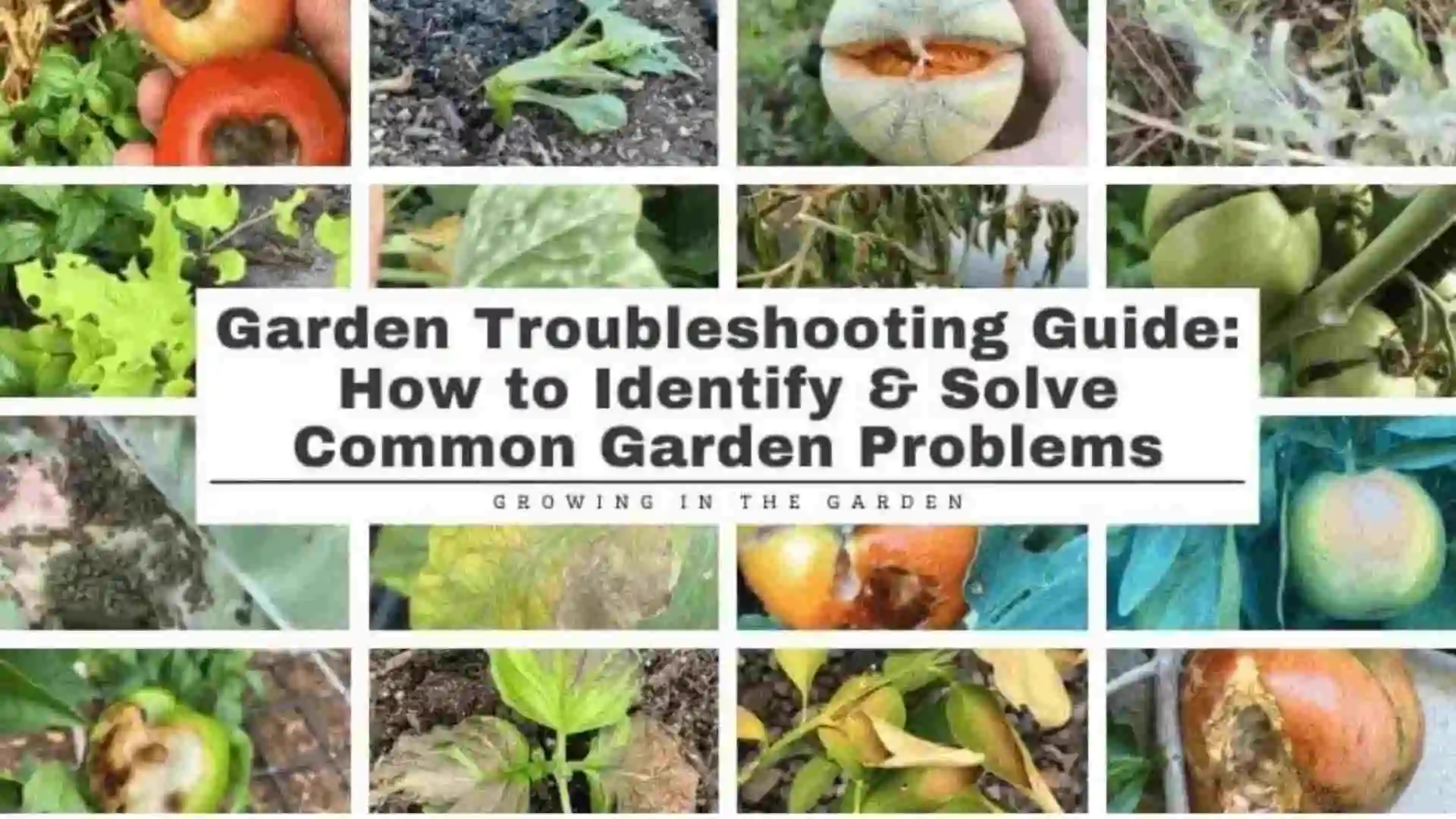 Troubleshooting Common Fruit Gardening Problems
