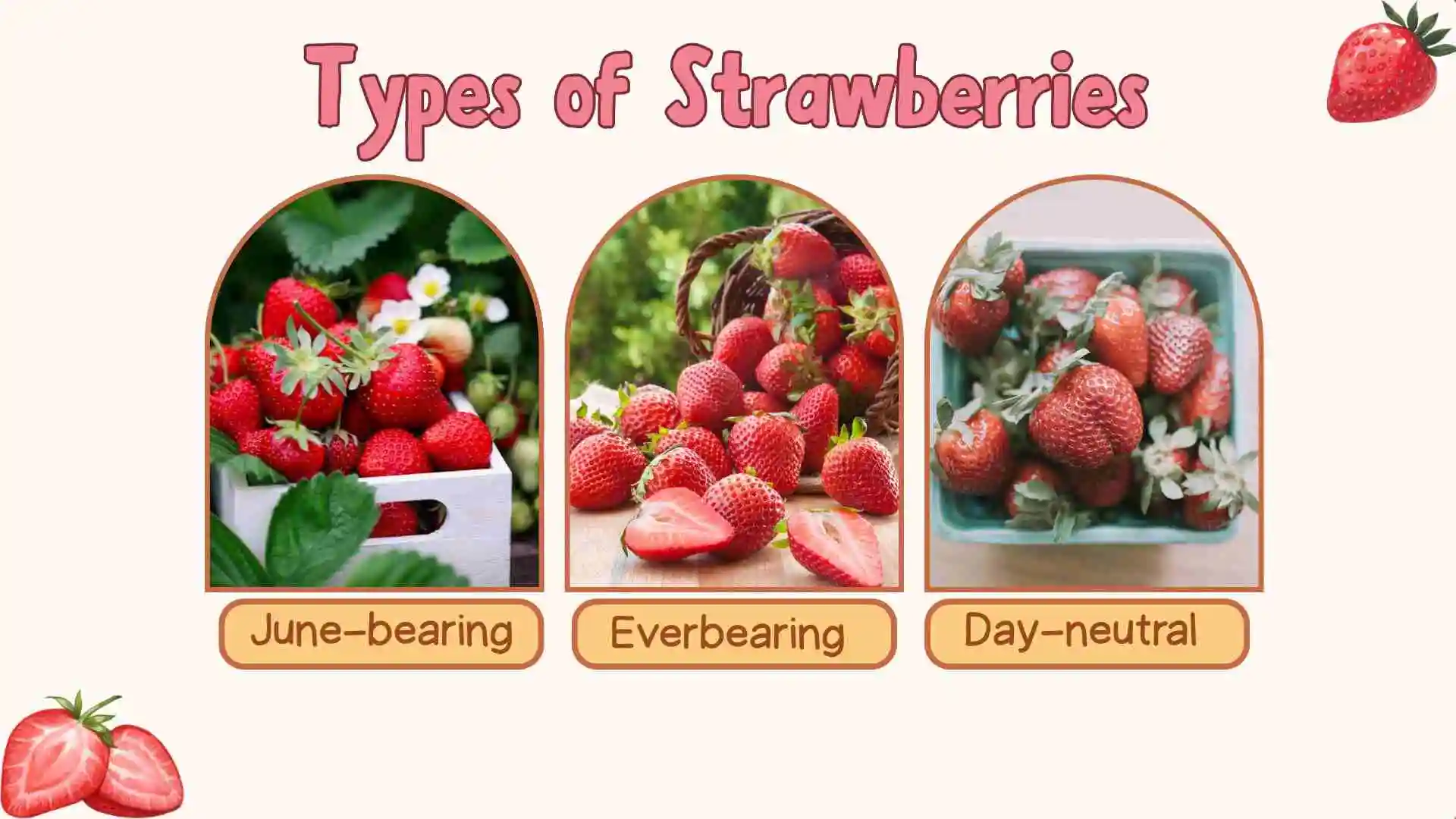 Types of Strawberries