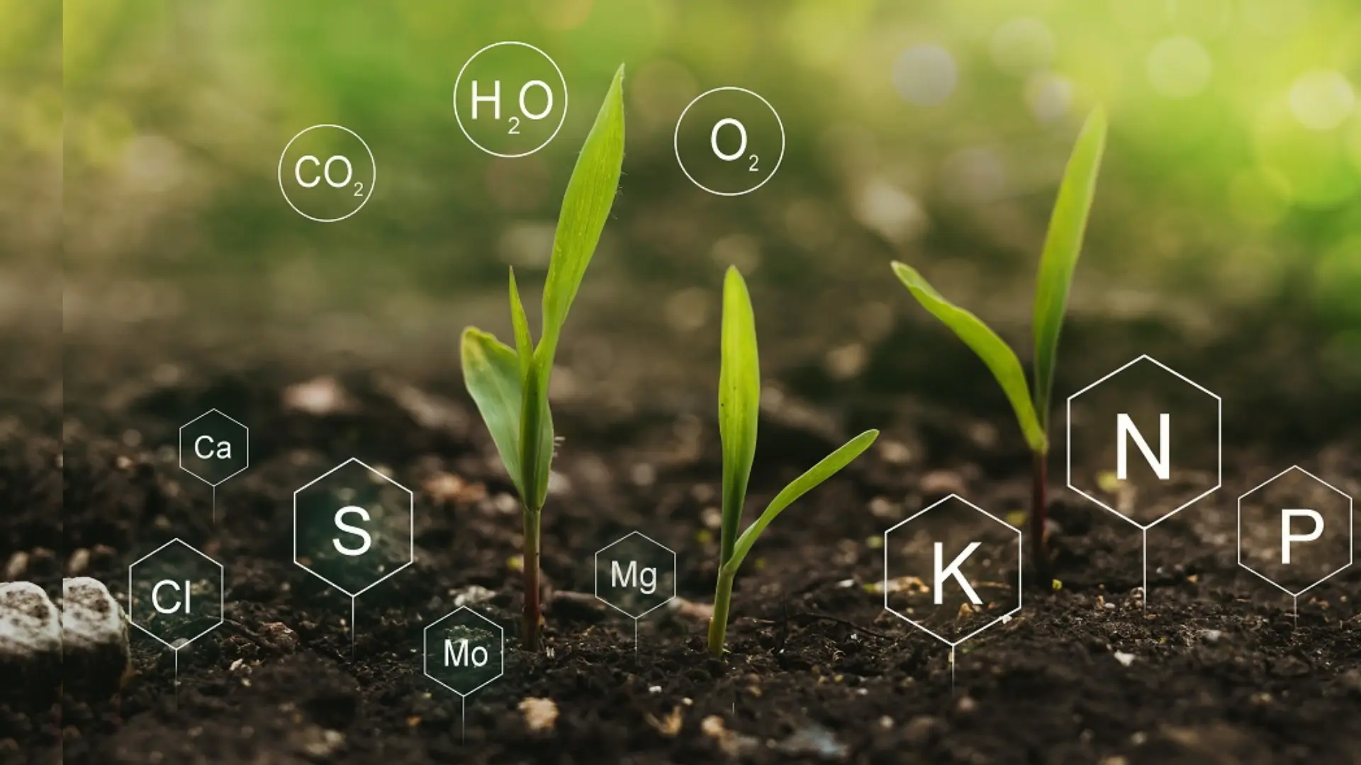 Understanding Your Climate and Soil for Optimal Growth