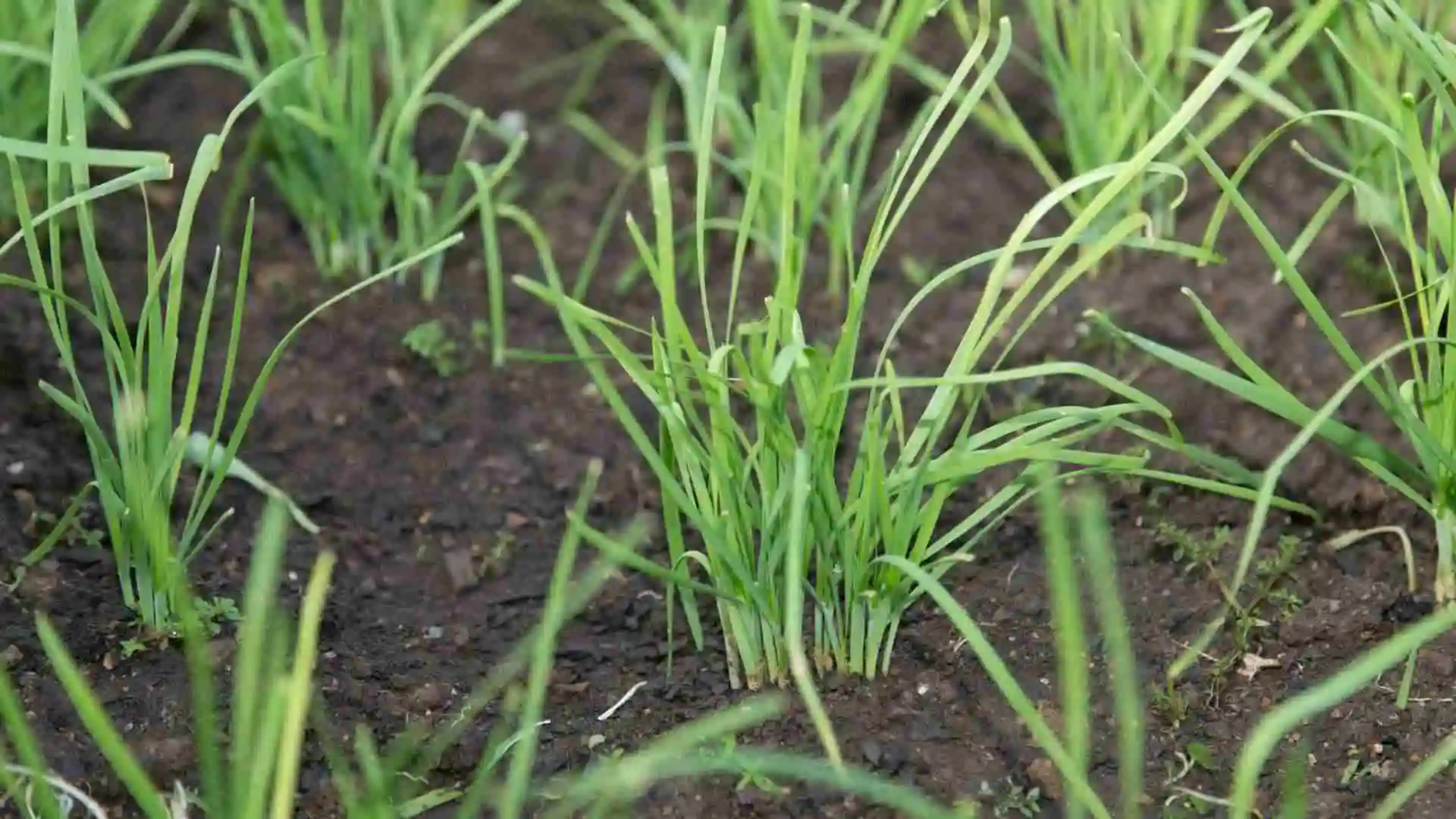 benefits of growing garlic