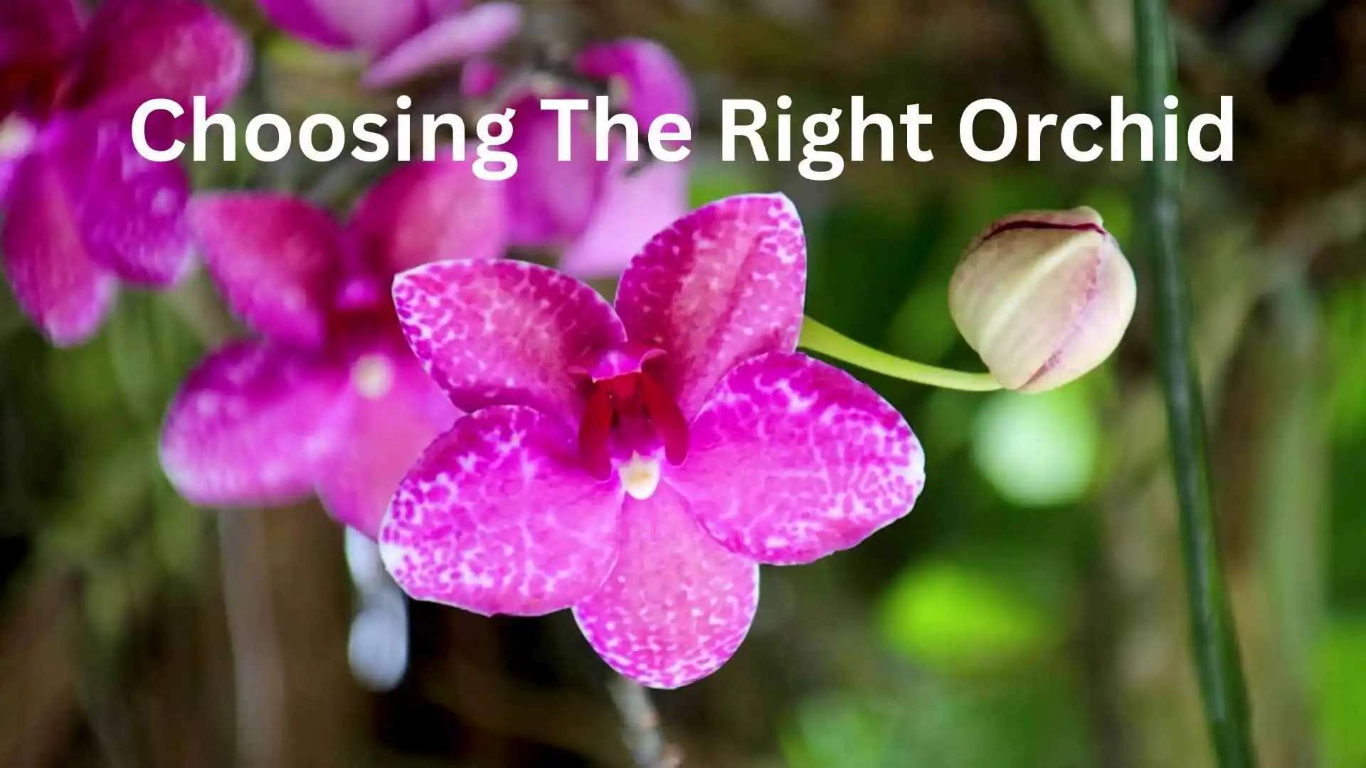 choosing the right orchid