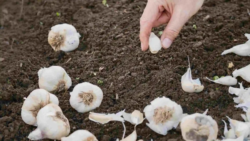 garlic home gardening Tips