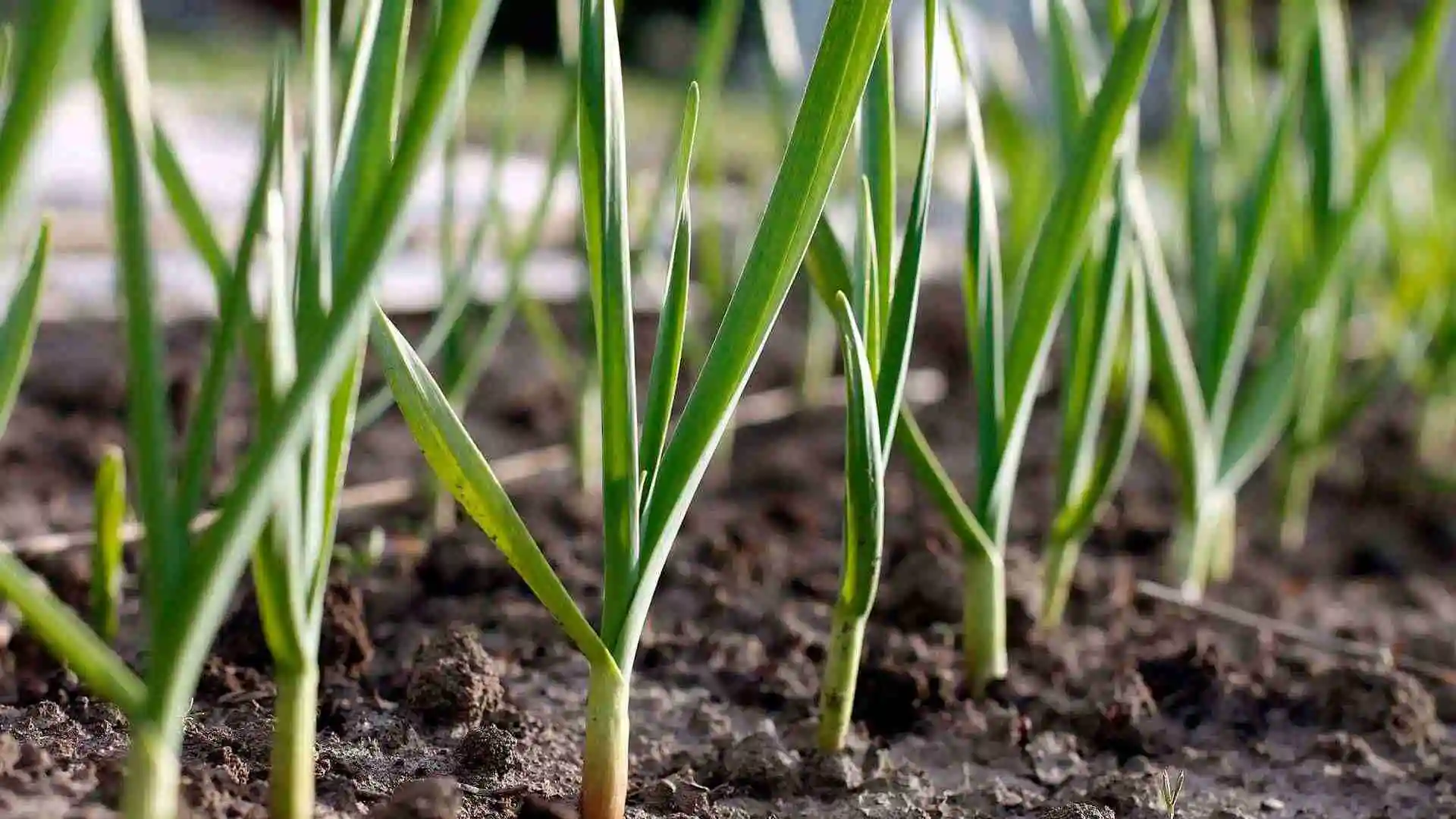 garlic home gardening