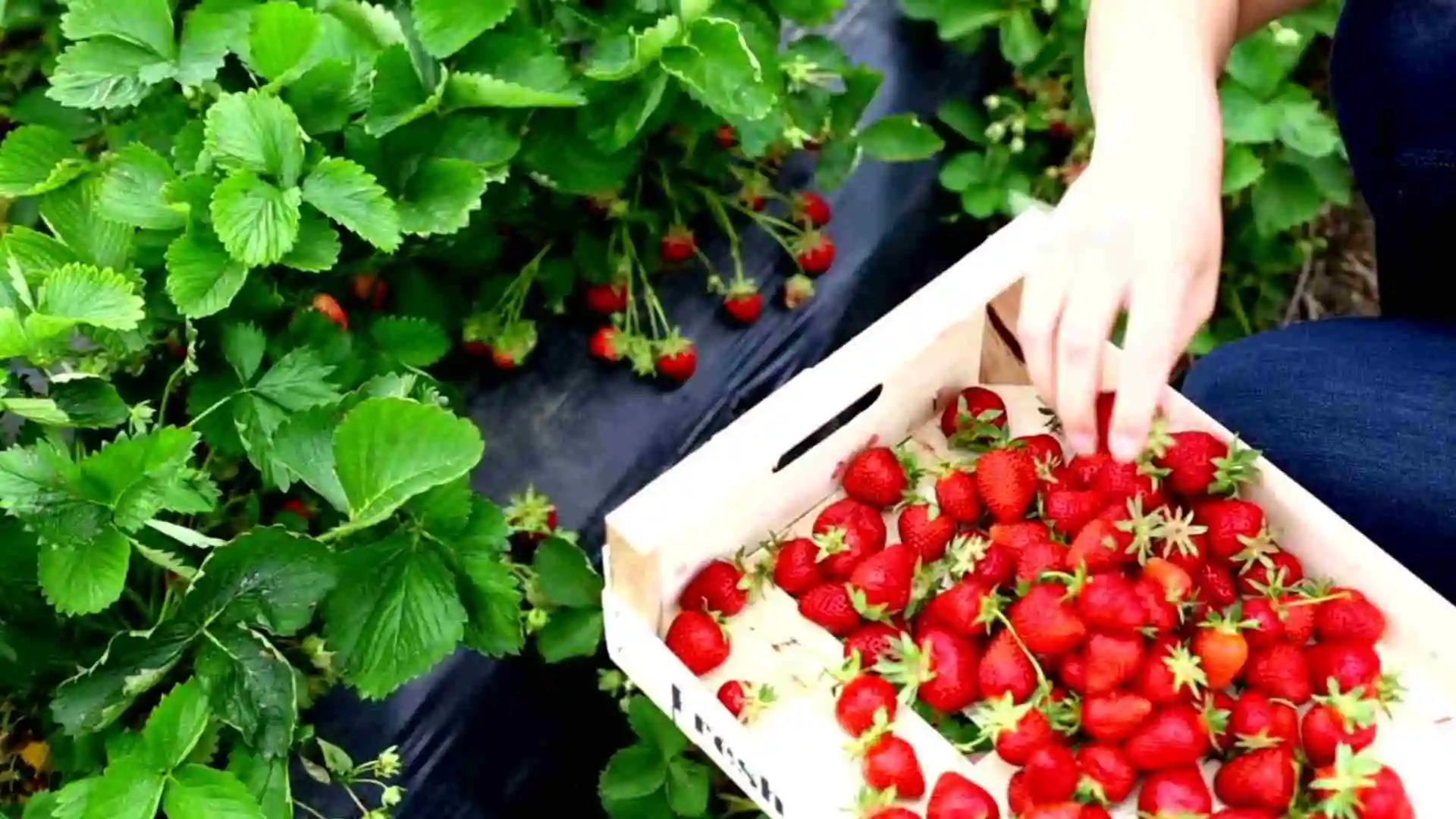 harvesting strawberries