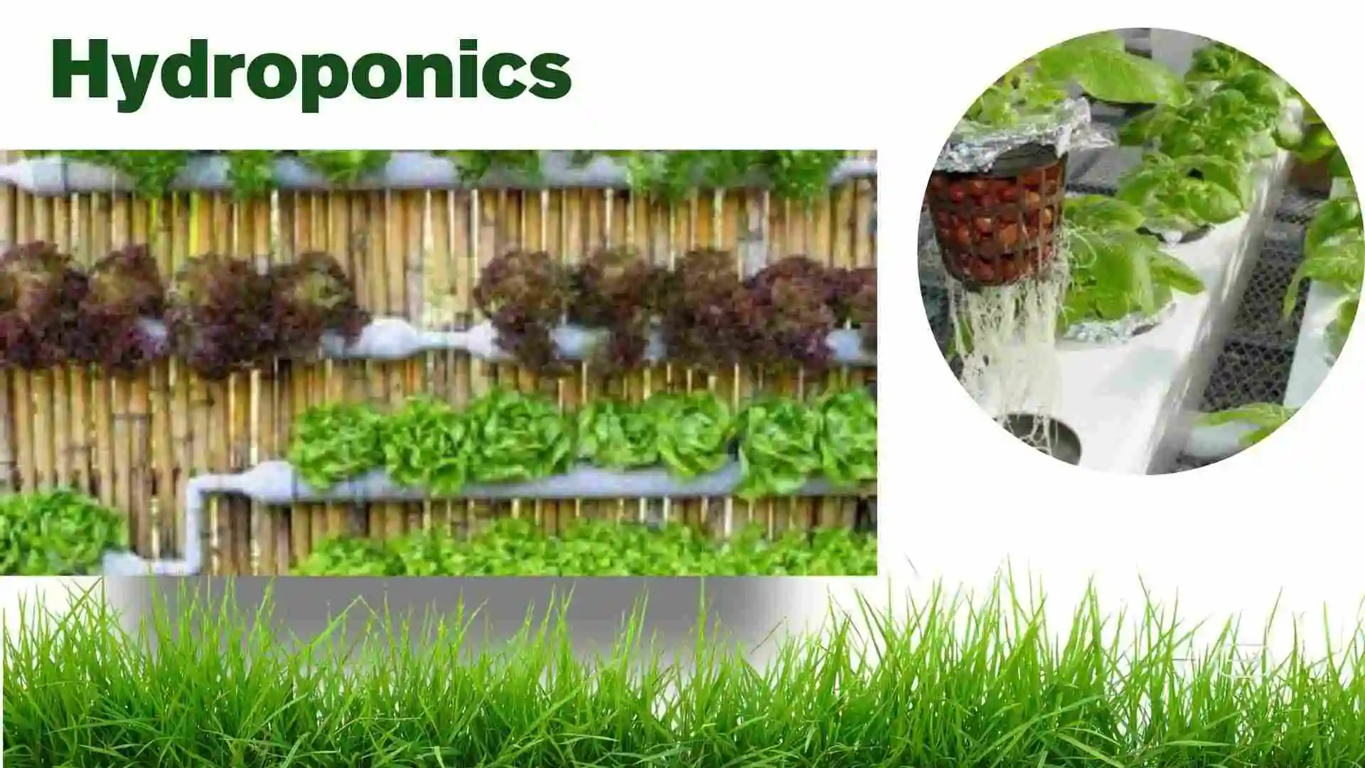 hydroponics