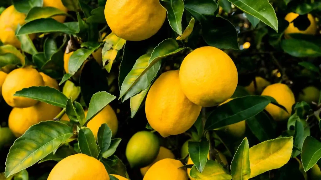 lemon gardening
