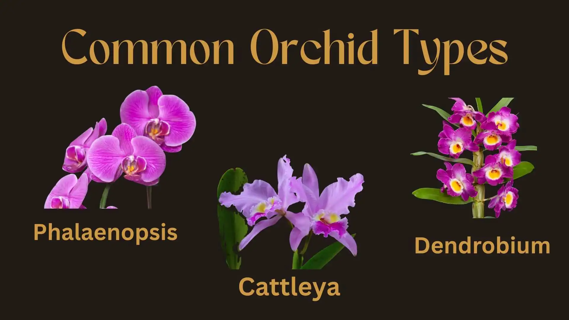 orchid types