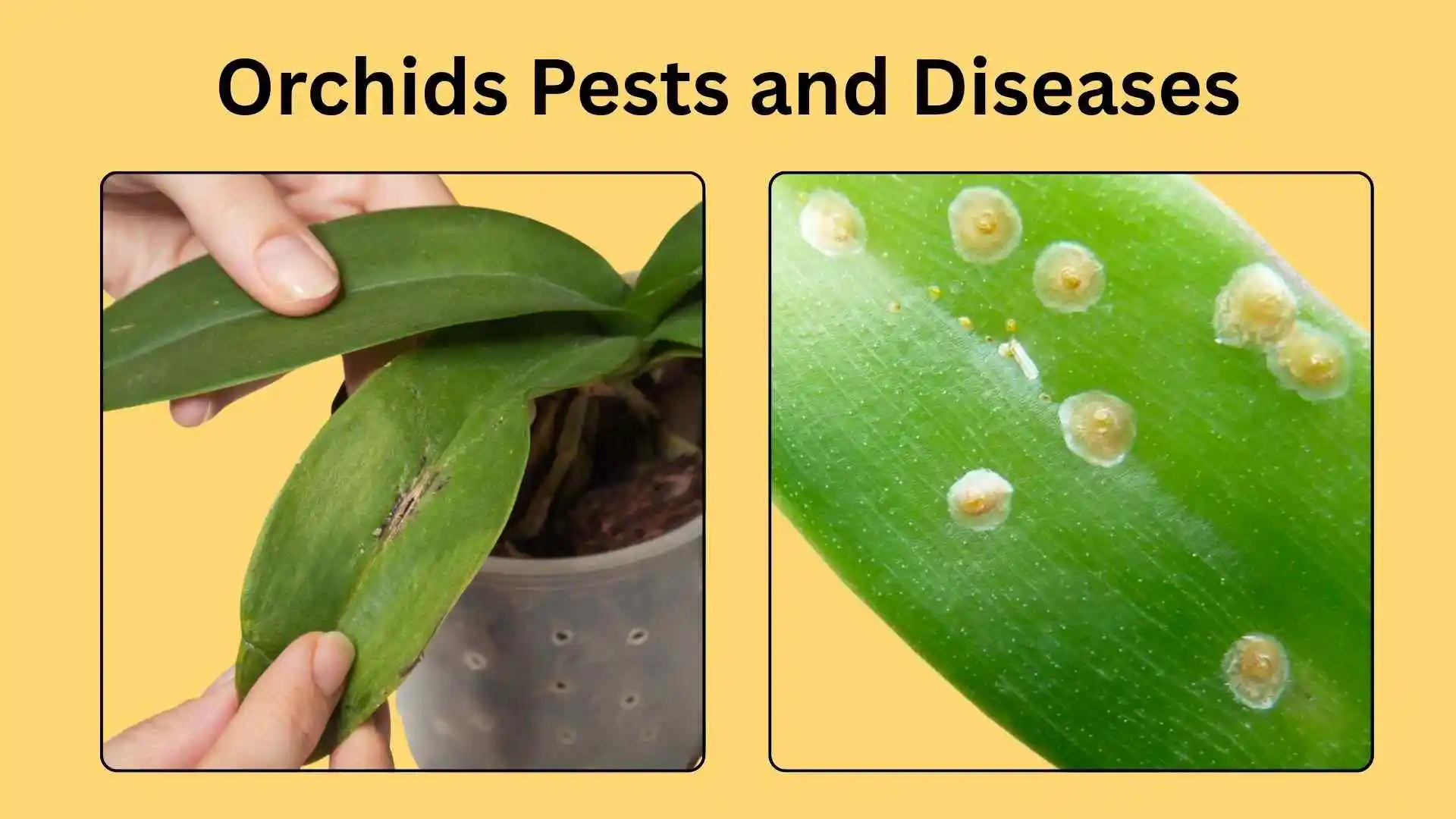 orchids pests and disease