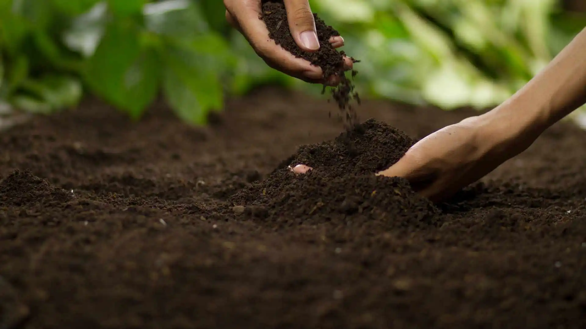 preparing soil for garlic