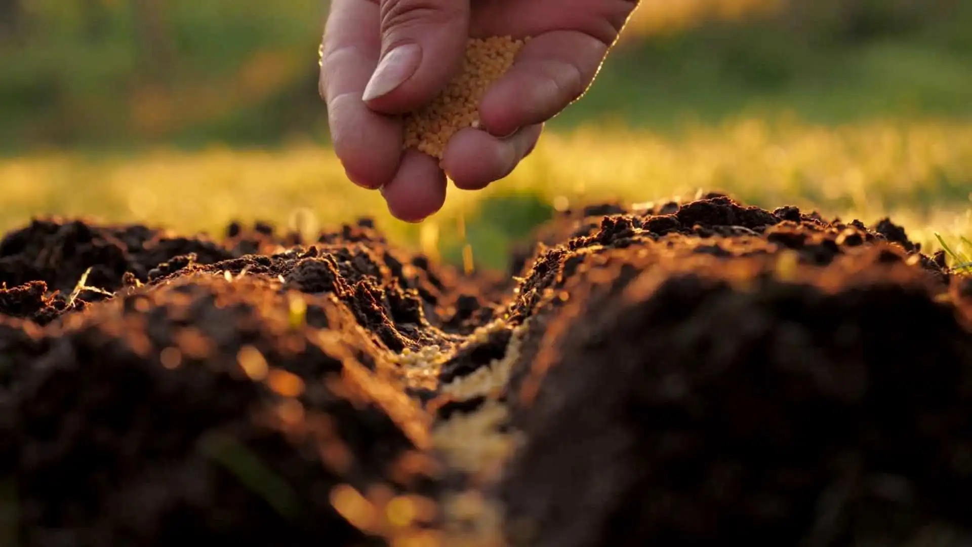 pros and cons of tomato gardening