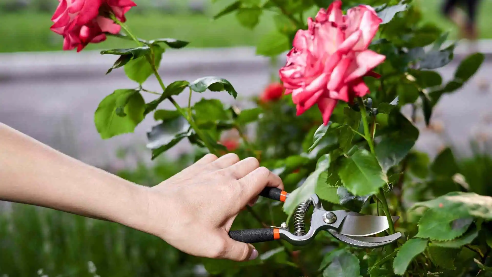 pruning roses