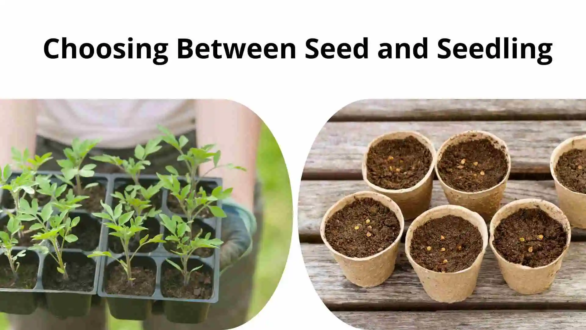 seed and seedling