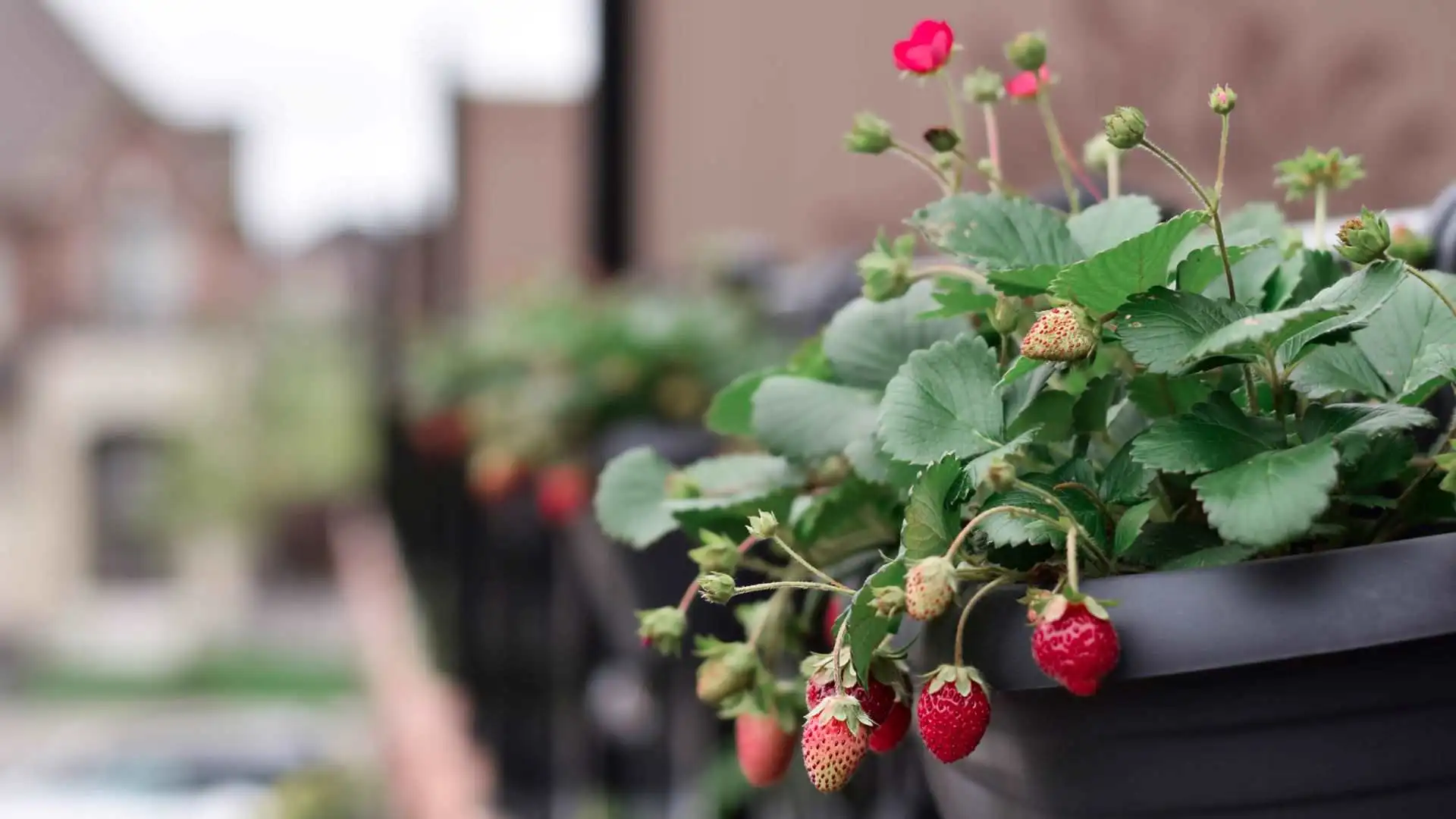 strawberry container gardening