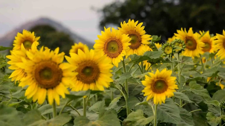 sunflower Gardening