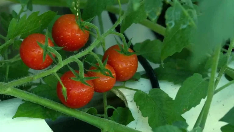 tomato gardening Tips