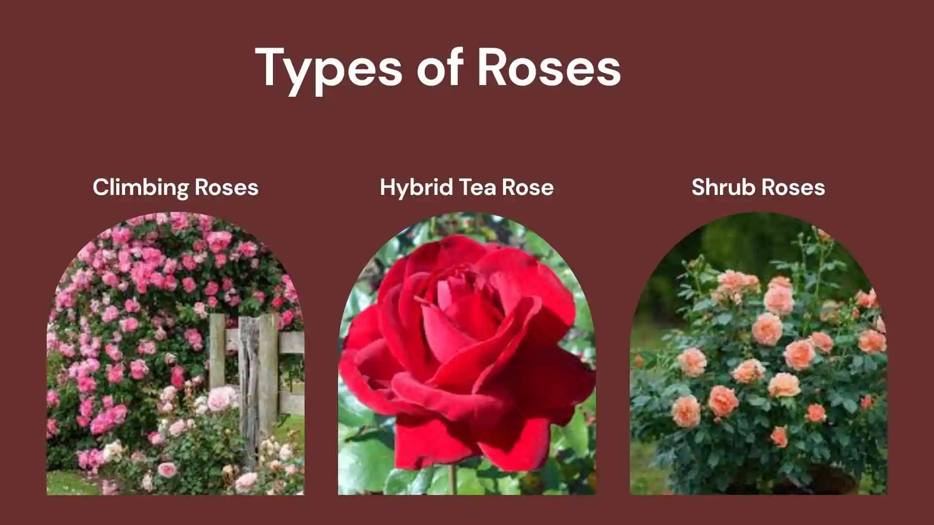 types of roses