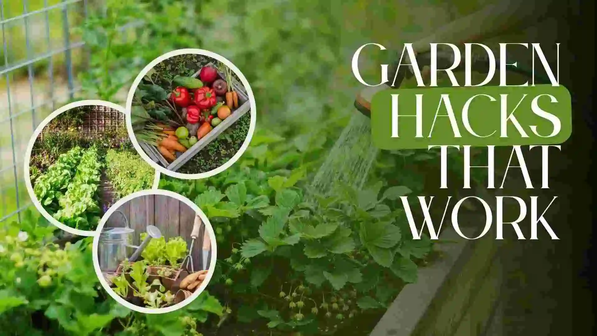 vegetable gardening