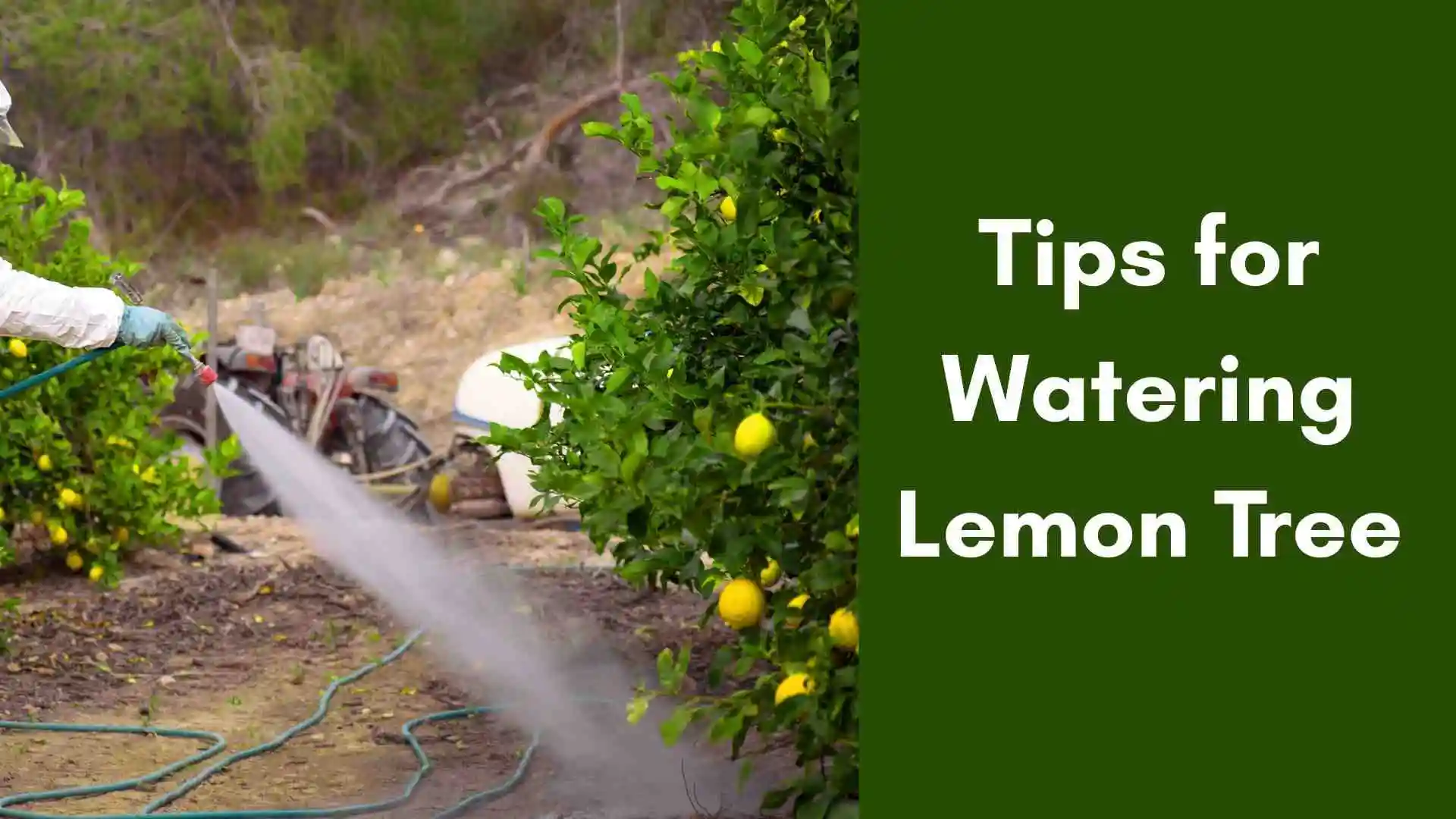 watering lemon tree