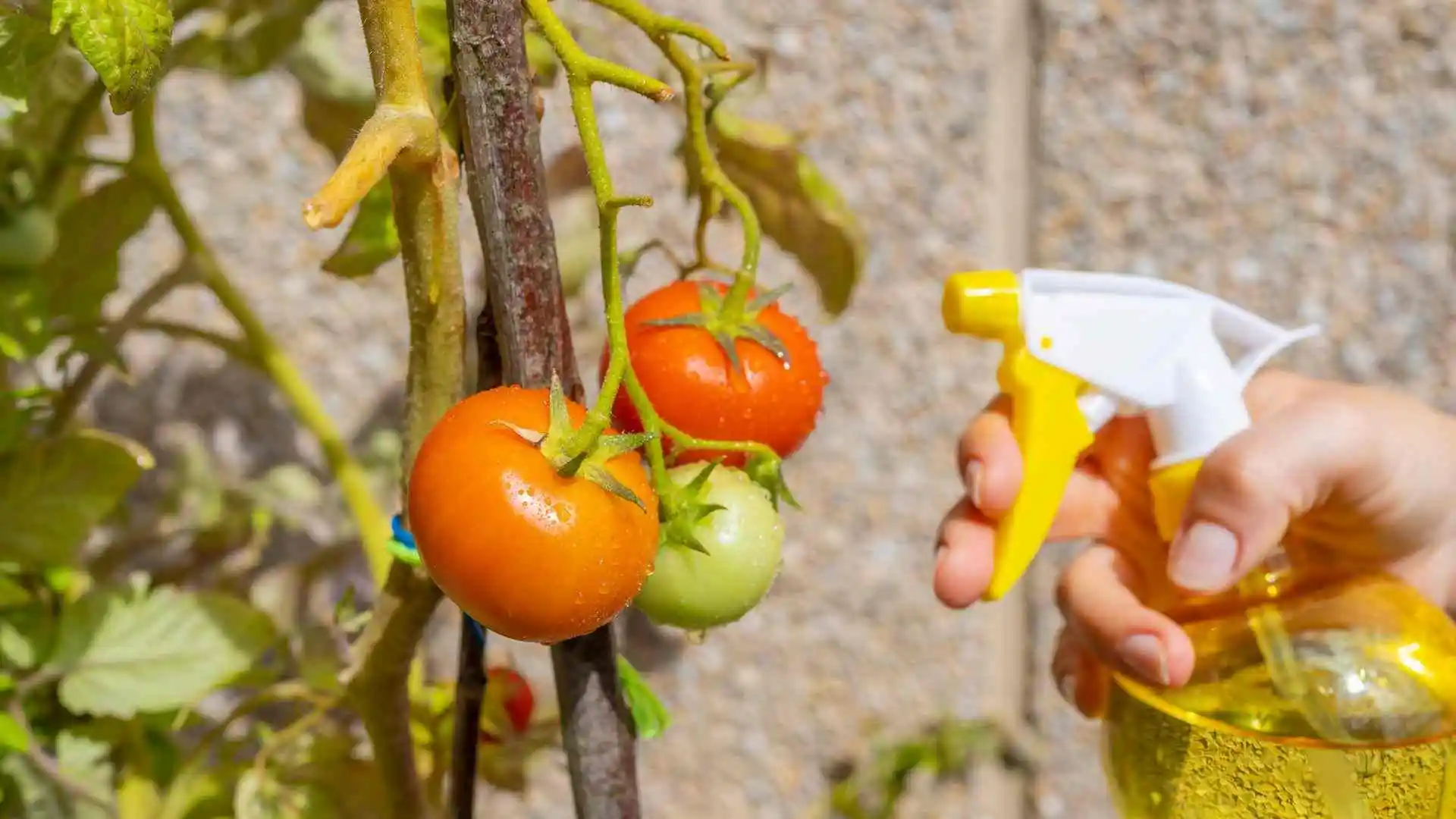 watering tomatoes